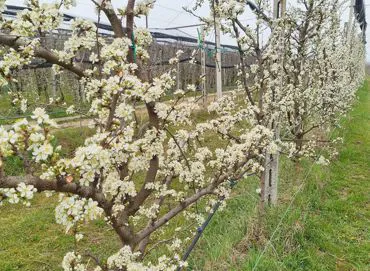 plum_01 | Il peccato di Eva