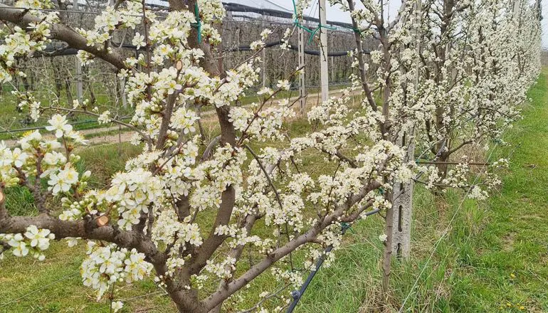 prugne_01 | Il peccato di Eva