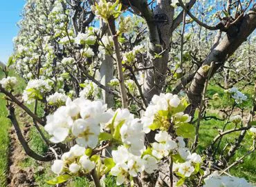 pear_01 | Ilpeccato di Eva