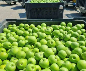 Mele granny smith | Il peccato di Eva