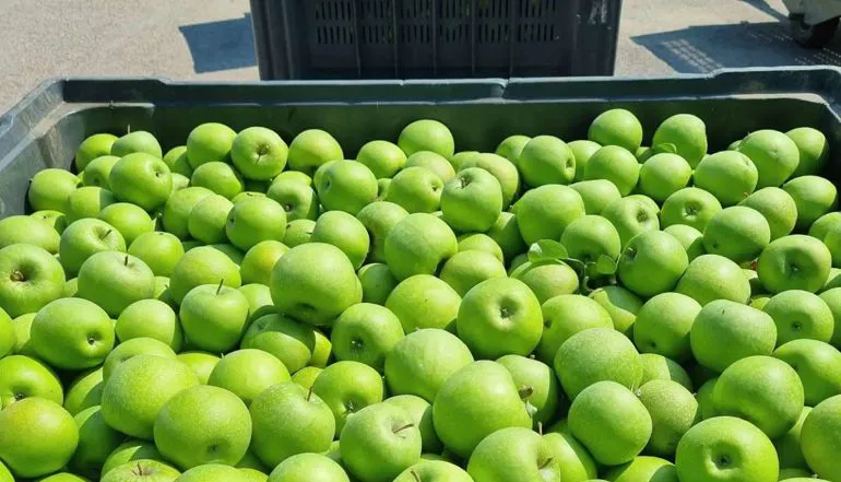 Granny smith apples | Il peccato di Eva