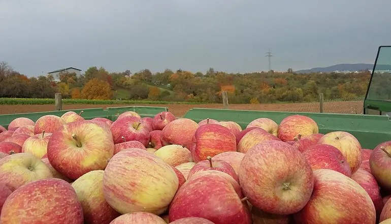 Fuji apples | Il peccato di Eva