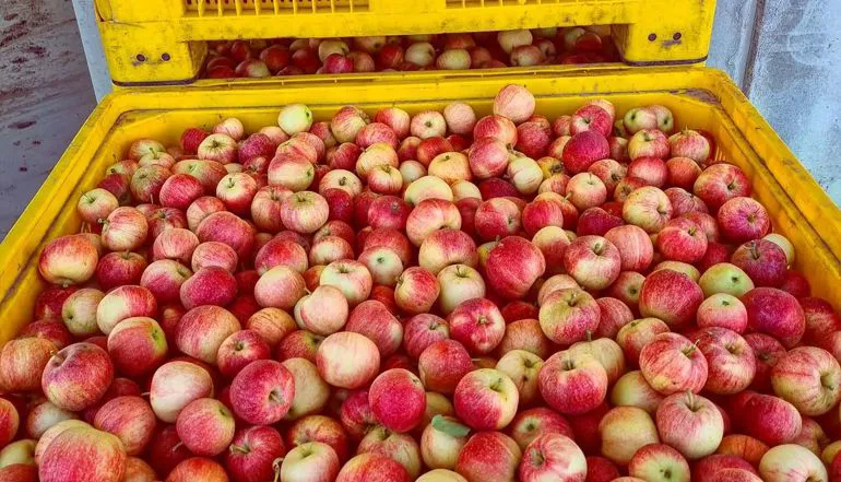 Gala apples | Il peccato di Eva