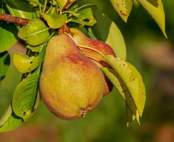 Pere abate | Il peccato di Eva