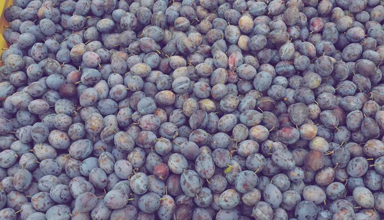 Plums stanly | Il peccato di Eva