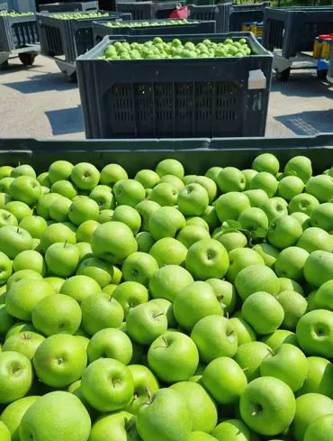 apple | Il peccato di Eva