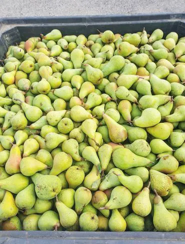 pear | Il peccato di Eva