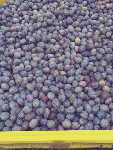 plums | Il peccato di Eva