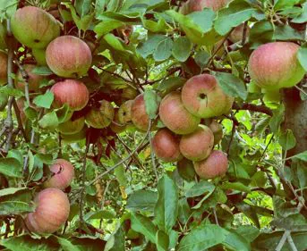 Mele imperatore | Il peccato di Eva