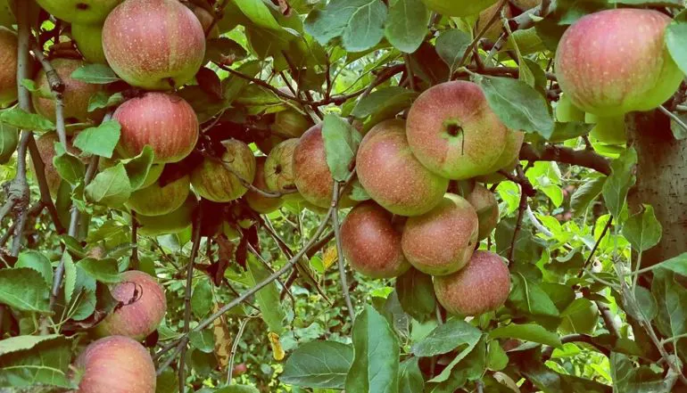 Mele imperatore | Il peccato di Eva